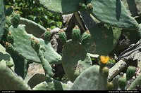 Photo by elki | Los Angeles  cactus